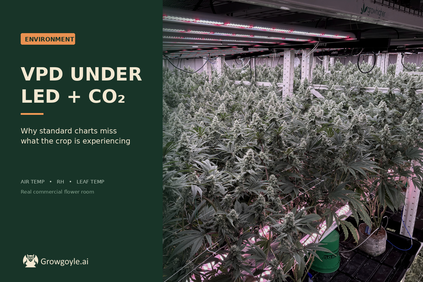 Commercial flowering canopy under LED fixtures with a CO2 tank in the grow room